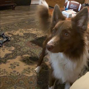 Meet your Posher, Bobby